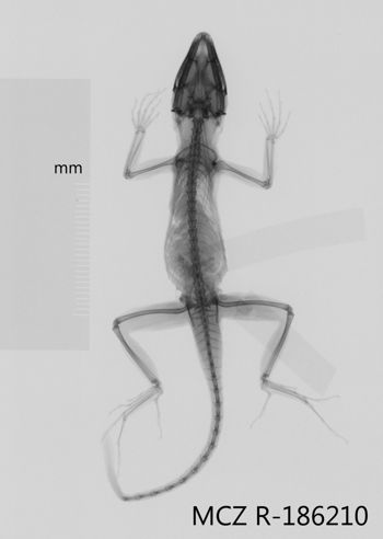 Media type: image;   Herpetology R-186210 Aspect: dorsoventral x-ray